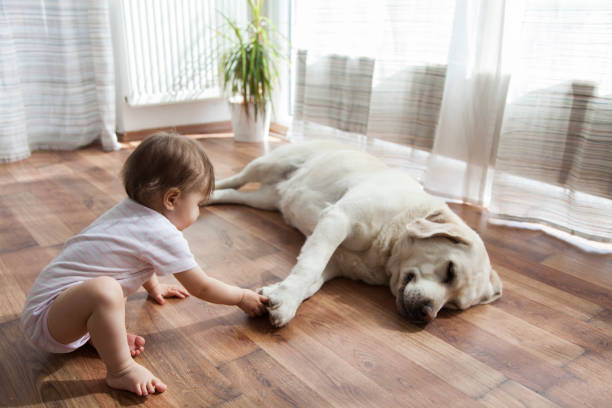 Pet friendly flooring | Jabara's